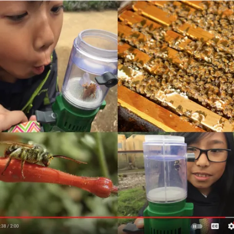 This is a screen shot of a YouTube video, the work of Christine Casey, academic program management officer for the UC Davis Bee Haven.
