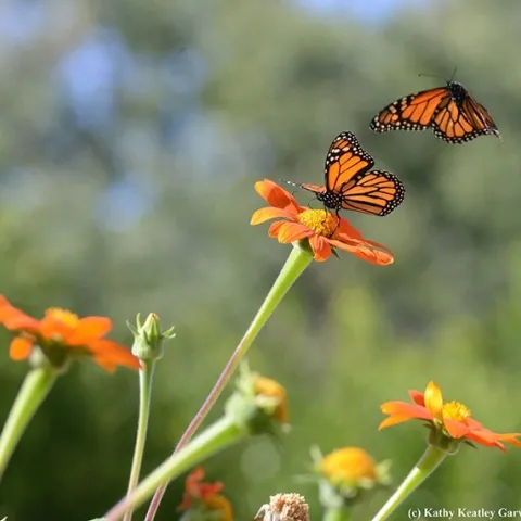 First in a series of photos taken in 2016: Two monarchs meet in a Tithonia patch in Vacaville, Calif. (Photo by Kathy Keatley Garvey)