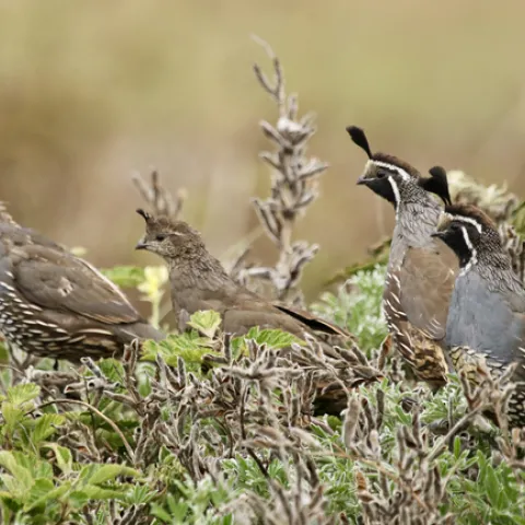 California quail