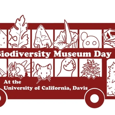 The 2022 UC Davis Biodiversity Museum Day will feature 11 museums or collections, represented on this bus graphic by Ivana Li, UC Davis biology lab manager. (The Marine Invertebrate collection will not be represented but a sea cucumber hitched a ride anyway).