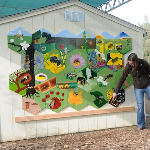 In 2011, then UC doctoral student Sarah Dalrymple (shown) coordinated the bee mural in the UC Davis Bee Haven. It mostly features native bees. (Photo by Kathy Keatley Garvey)