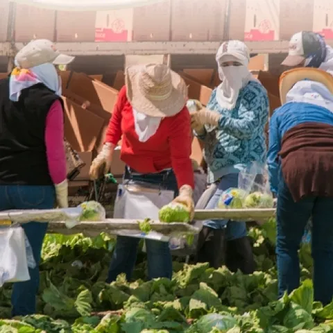 women working in the field