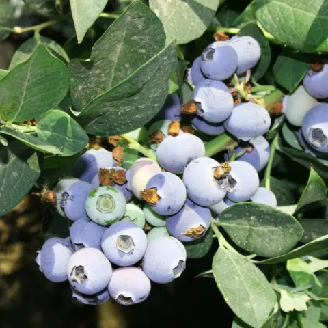 Choose low chill hour varieties for Marin. Brenda Dawson