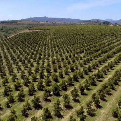 avocado high density