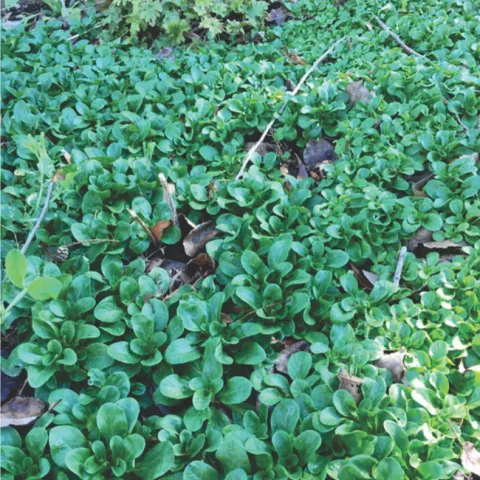 Abundance of Mache Lettuce