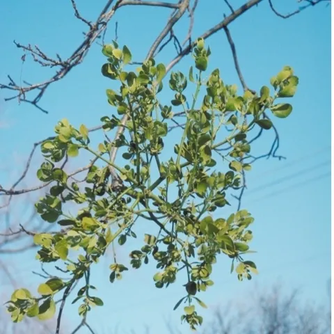 A mature, parasitic broadleaf mistletoe plant that is bright green on a bare tree branch.