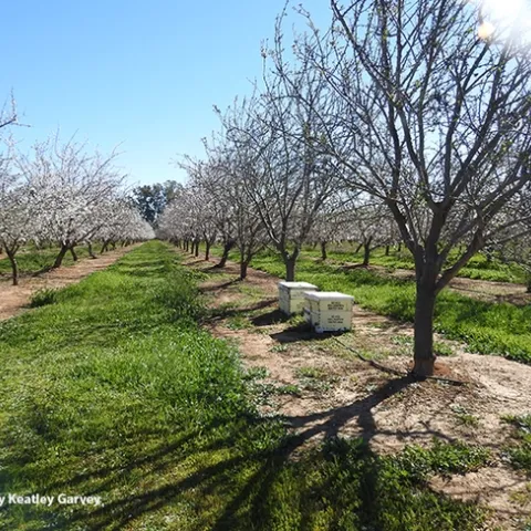 A brilliant day in an Esparto almond orchard on Feb. 16. (Photo by Kathy Keatley Garvey)