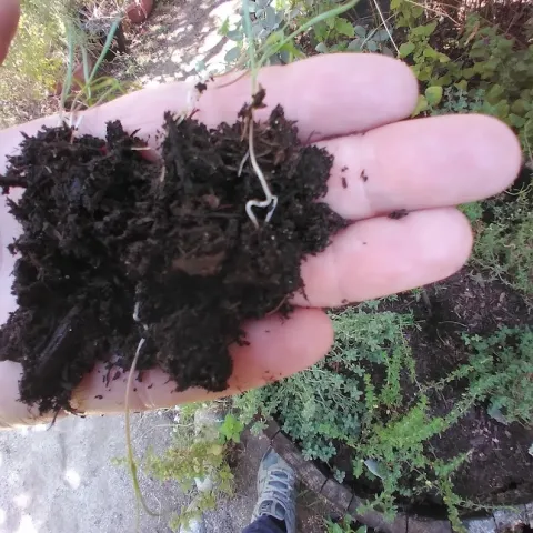 Healthy Soils helping with Healthy Plants!