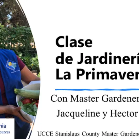 Master Gardener in a garden holding a basket of vegetables.