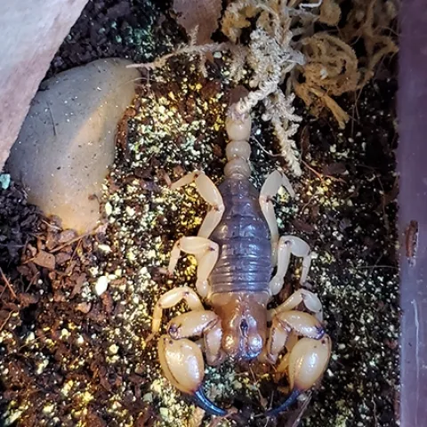 Annie, the scorpion, under natural light. She is a Anuroctonus pococki. (Photo by Emma Jochim)