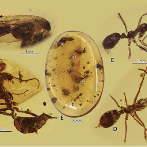 Overview of the Kachin amber piece and its syninclusions. (Figure from the research article in Zoological Journal of the Linnean Society.)