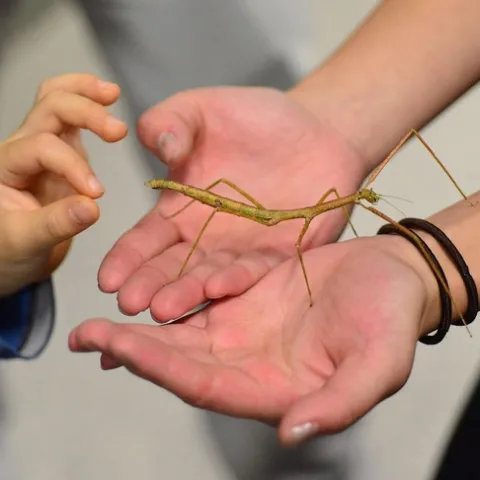 The wonder of a stick insect, aka walking stick, at the Bohart Museum of Entomology. (Photo by Kathy Keatley Garvey)