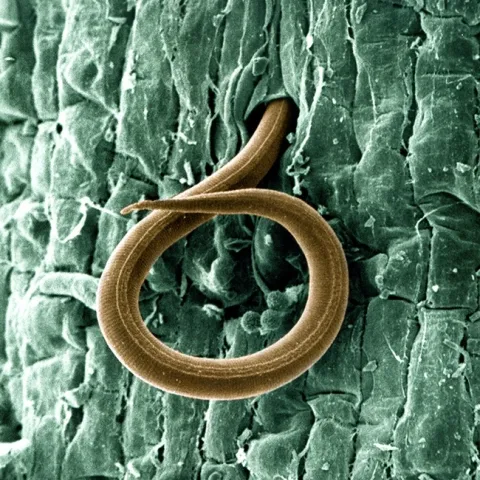 A juvenile root-knot nematode (Meloidogyne incognita) penetrates a tomato root. (USDA Photo)