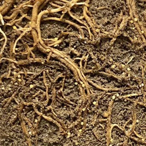 Professor and plant pathology researcher Melissa Mitchum of the University of Georgia on "The Tricks Phytonematodes Use to Modulate Plant Development" on March 9 to the UC Davis Department of Entomology and Nematology.