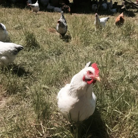 California backyard chicken flock with a few dozen white and brown laying hens. Photo by Helder Quintas
