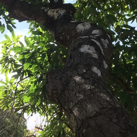 avocado bacterial canker 3