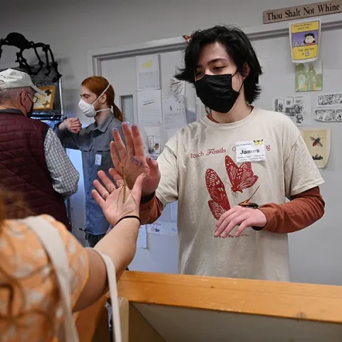 Insect enthusiast James Heydon (front) and scientist Ben Maples (back), a UC Davis entomology graduate who works at the California Department of Food and Agriculture, show insects at the Bohart Museum of Entomology on Sunday, March 6 during the 11th annual UC Davis Biodiversity Museum Day. (Photo by Kathy Keatley Garvey)