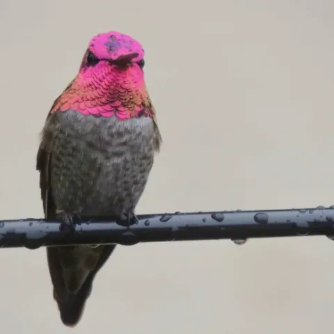 Anna's hummingbird in Upper Bidwell Park, William Kees