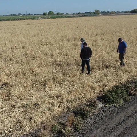 Three men walk in a field of dry crop residue.