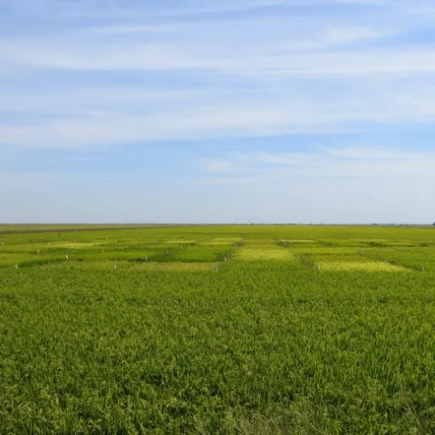 Delta rice variety trial. (Photo by M. Leinfelder-Miles)