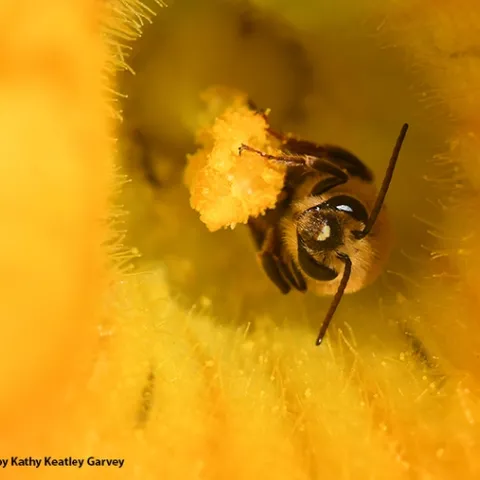 A squash bee, Peponapis pruinosa, pollinating a squash. (Photo by Kathy Keatley Garvey)