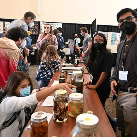 Three nematologists kept busy at their booth at the UC Davis Biodiversity Museum Day. In front is coordinator Shahid Siddique, assistant professor, and his doctoral students Pallavi Shakya (nearest him) and Alison Coomer. In the back (far right) is Rob Blundell, not part of the lab, but who assisted. (Photo by Kathy Keatley Garvey)