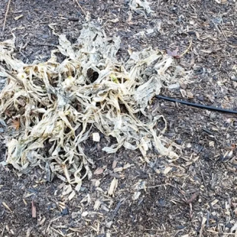 Agapanthus frost damage