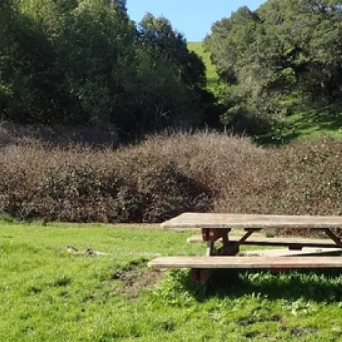 Himalayan blackberry thicket in the Solano Land Trust’s Lynch Canyon Open Space. michael zeiss