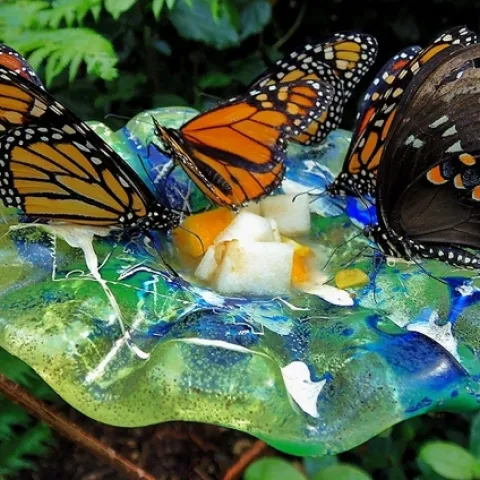 Butterfly water station. (quiet-corner.com)