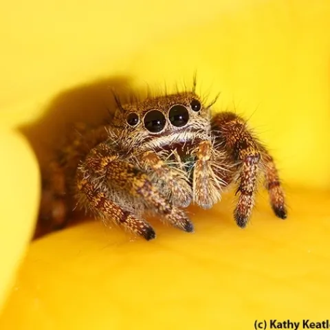 A jumping spider on a yellow rose peers at the photographer. (Photo by Kathy Keatley Garvey)