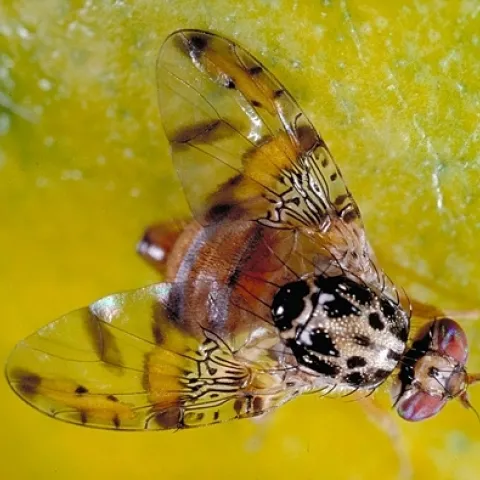 The Mediterranean Fruit fly will be the topic of UC Davis Distinguished Professor James R. Carey's presentation on Wednesday, May 25. (Photo by Jack Kelly Clark)