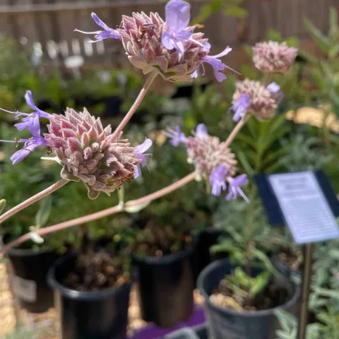 All sorts of salvias are available at Harvests and Habitats, Sherri Scott