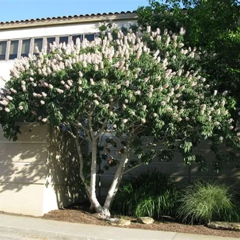 California buckeye. (selectree.calpoly.edu)