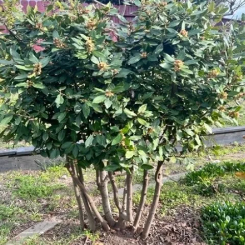 Photo of a bay laurel tree. Laurus nobilis.