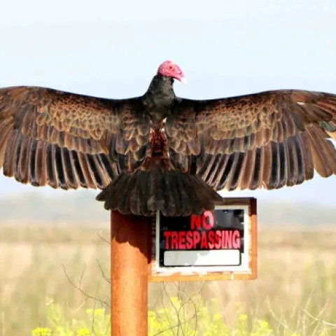 Turkey vulture with spread wings, Santiago Manfrim