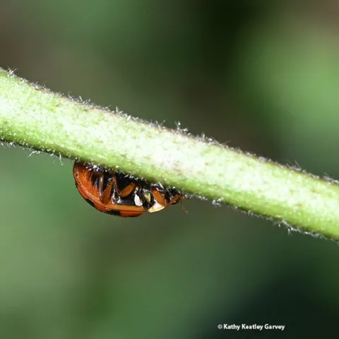 A multicolored Asian lady beetle looking for love--or prey--on a mallow on the first day of spring. (Photo by Kathy Keatley Garvey)