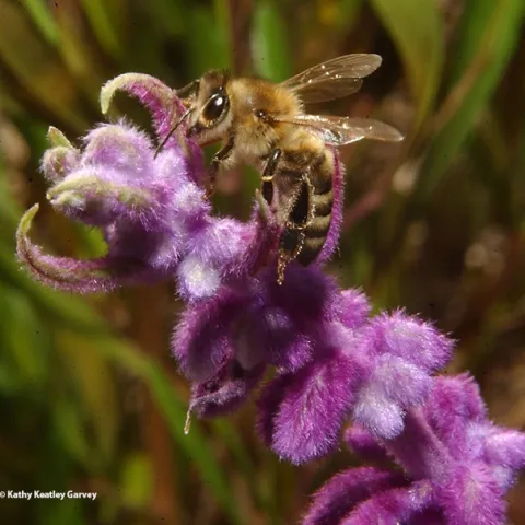 Bees will be among the spring seminar topics hosted by the UC Davis Department of Entomology and Nematology. UC Irvine faculty member Tobin Hammer will speak on "Mystery of the Missing Microbes: Why Do Bees Keep Losing Their Symbionts?" (Photo by Kathy Keatley Garvey)