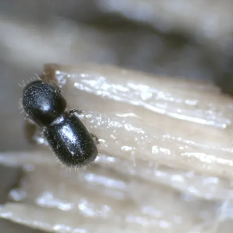 Adult female beetle stands on caster bean.