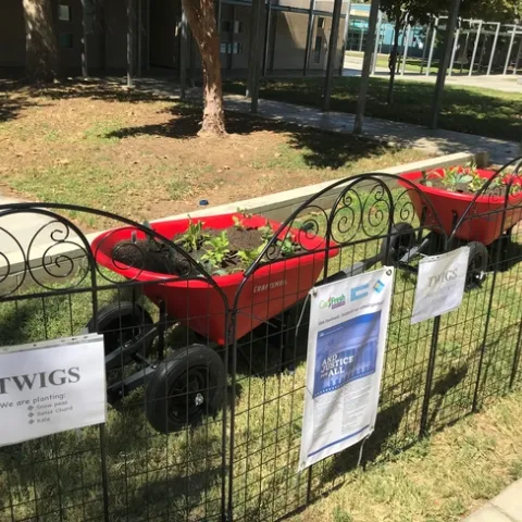 Los huertos sobre carretillas benefician a toda la población estudiantil en Villegas al darle brillo al campus. Fotografía por Daisy Valdez.