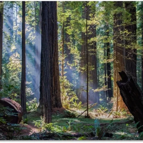 Founder’s Grove by Todd Merrifield