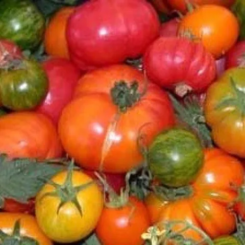 Tomatoes