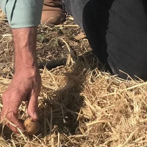Seed potatoes are nestled into the straw at planting time. Photo: Marty Nelson