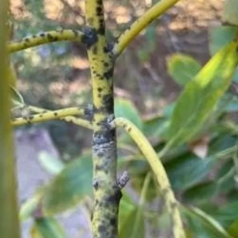 avocado stem blackening (3)