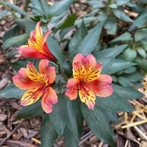 photo of a red and yellow striped alstroemeria (peruvian lily) with a background of wood mulch