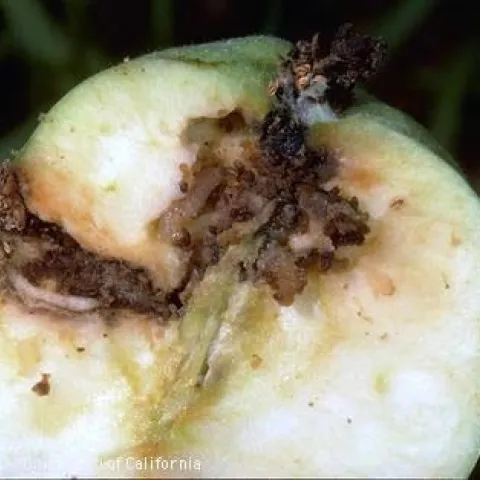 Half a green apple showing tunnels, frass, and larvae.