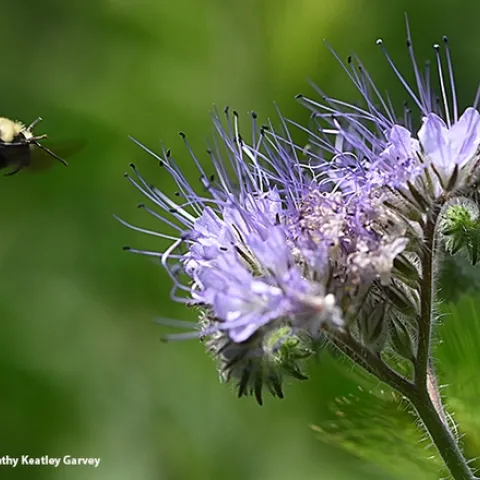 A yellow-faced bumble bees, Bombus vosnesenskii, heads for Phacelia. (Photo by Kathy Keatley Garvey)