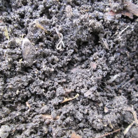Wet soil with several small worms present.