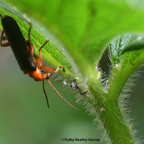 A soldier beetle seeking aphids and other soft-bodied insects on a strawberry plant. (Photo by Kathy Keatley Garvey)