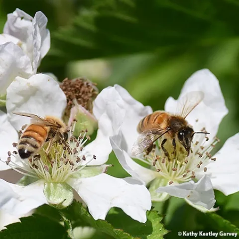 Two honey bees foraging on berry blossoms at the UC Davis Ecological Garden at the Student Farm. (Photo by Kathy Keatley Garvey)