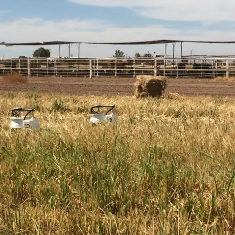 Instruments measure soil gas emissions in a field of sudangrass